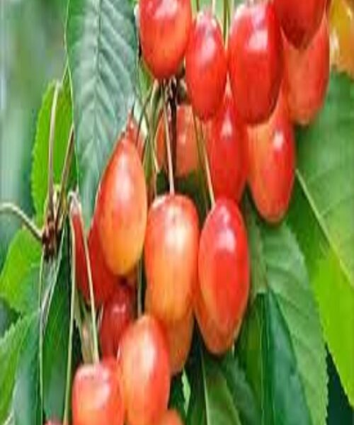نهال گیلاس اس کی10203