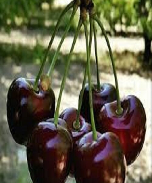 نهال گیلاس تکدانه مشهد
