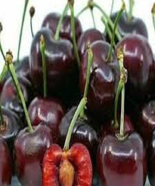نهال گیلاس تکدانه مشهد