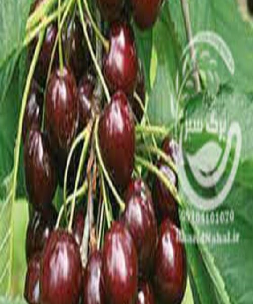 نهال گیلاس دلارکا