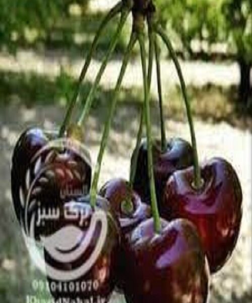 نهال گیلاس دلارکا