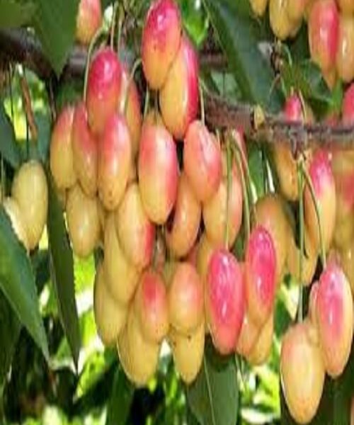 نهال گیلاس زرد ارومیه
