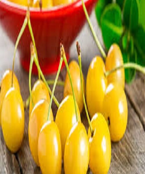 نهال گیلاس زرد موزی