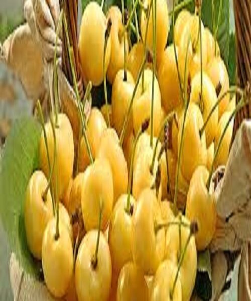 نهال گیلاس زرد موزی