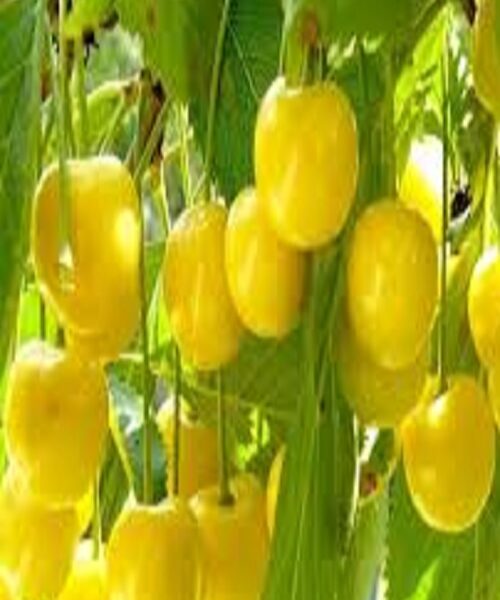 نهال گیلاس سفید ارومیه