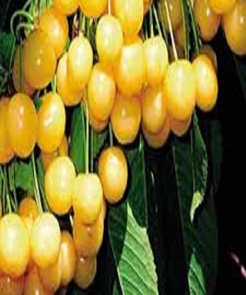 نهال گیلاس سفید ارومیه