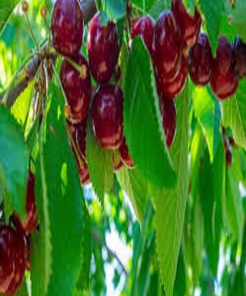 نهال گیلاس سنگ