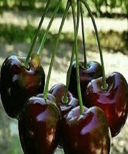 نهال گیلاس سنگ