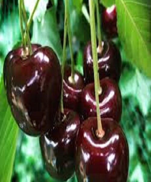نهال گیلاس شیشه ای