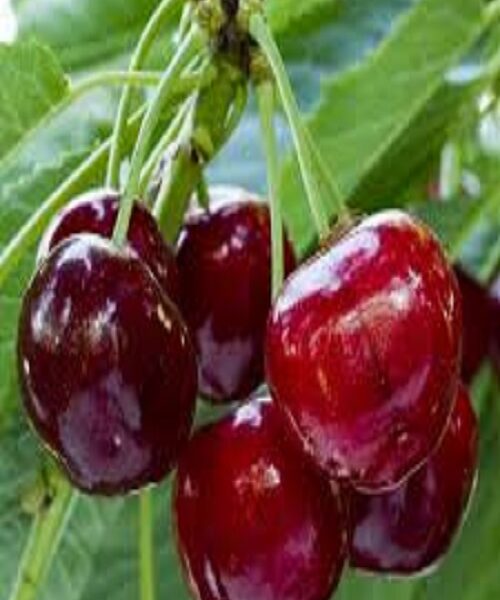 نهال گیلاس شیشه ای