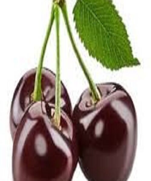 نهال گیلاس مالیزیا