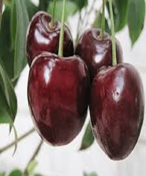 نهال گیلاس مالیزیا