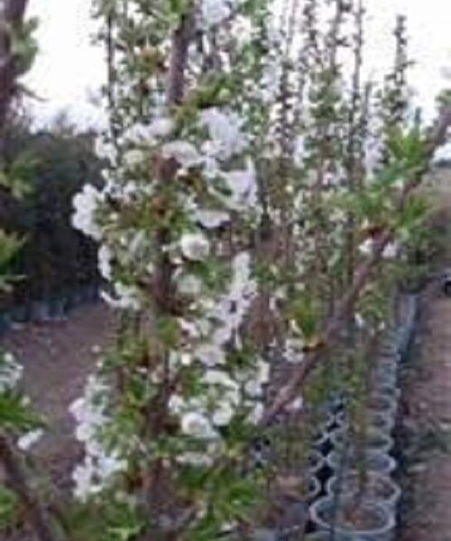 نهال گیلاس پایه گزیلا