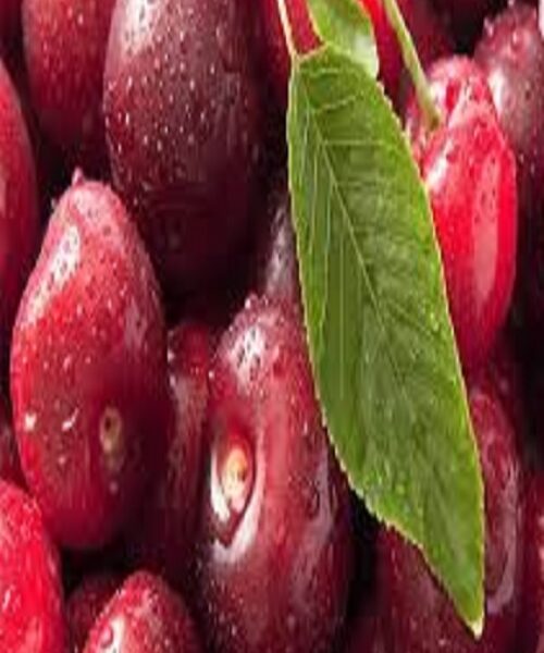 نهال گیلاس پایه گزیلا