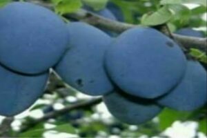 آموزش کاشت نهال آلو