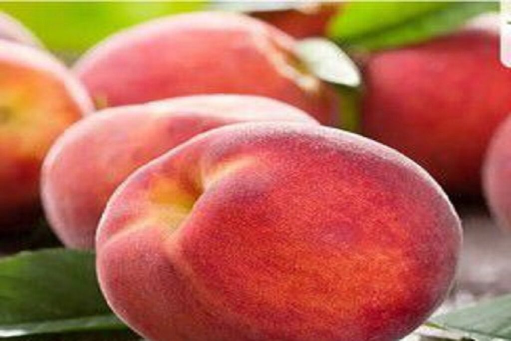 آموزش کاشت نهال هلو