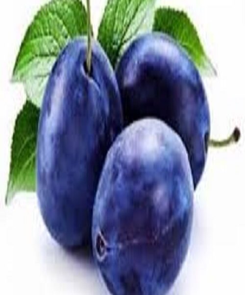 نهال آلو خرمایی