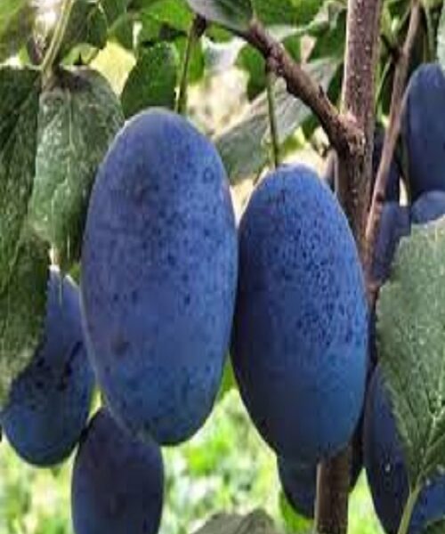 نهال آلو خرمایی