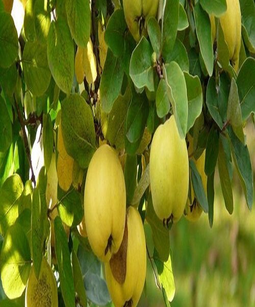 نهال به آمریکایی