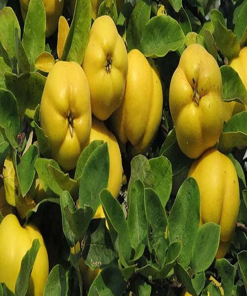 نهال به آناناسی