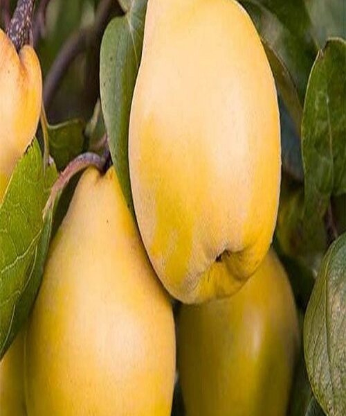نهال به آناناسی
