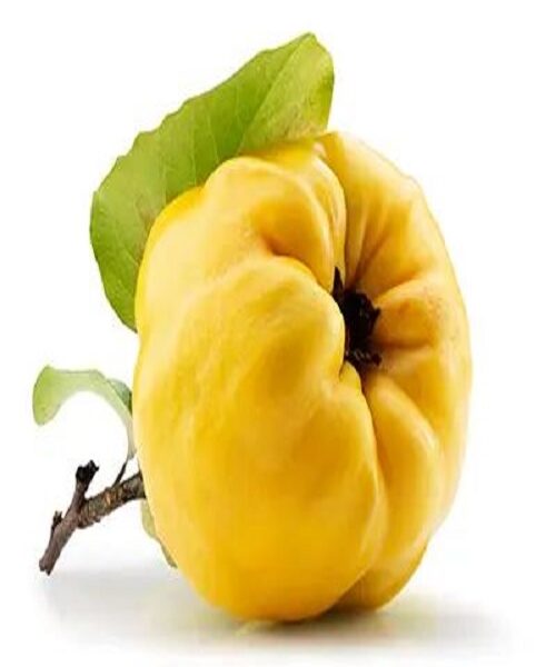 نهال به اصفهان