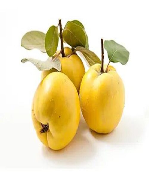 نهال به ترش