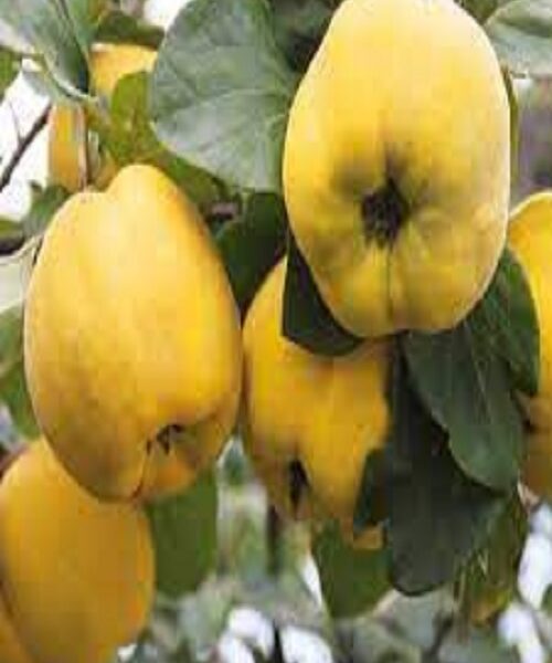 نهال به ترش