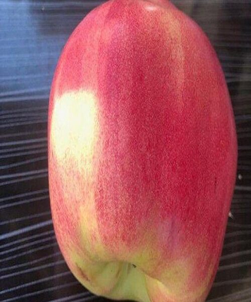 نهال به قرمز