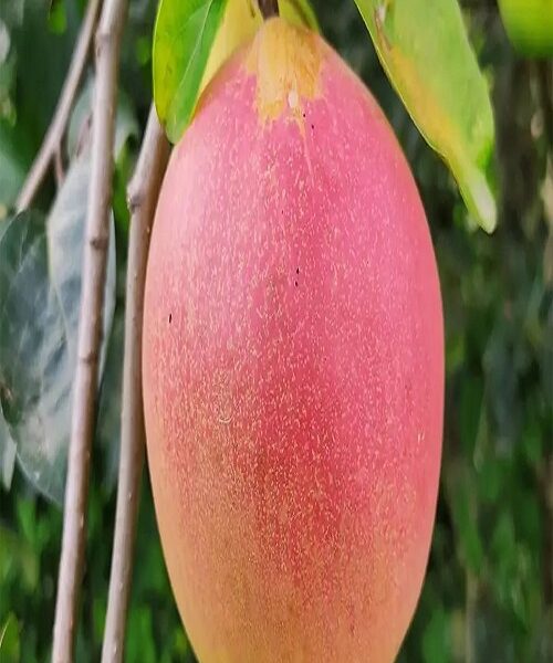 نهال به قرمز