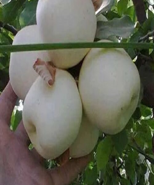 نهال سیب سفید قندی