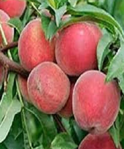 نهال هلو اسپرینگ کرست