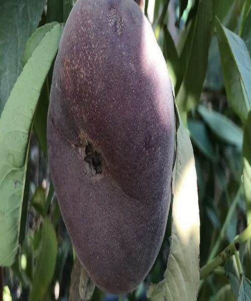 نهال هلو انجیری بلک
