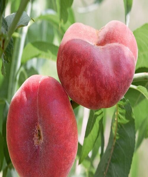 نهال هلو انجیری خونی