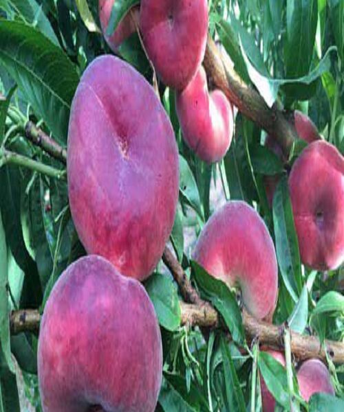 نهال هلو انجیری خونی