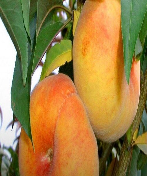 نهال هلو انجیری عسلی