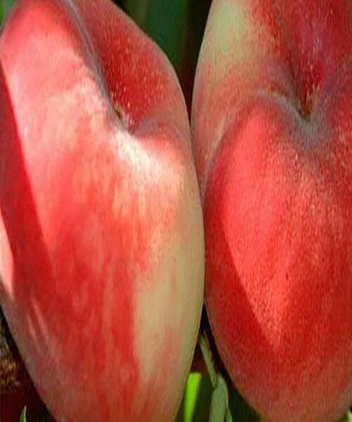 نهال هلو انجیری مالکی