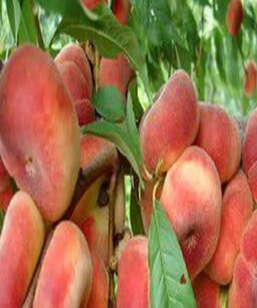 نهال هلو انجیری مور