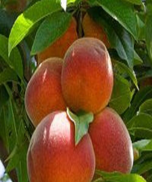 نهال هلو جوادی
