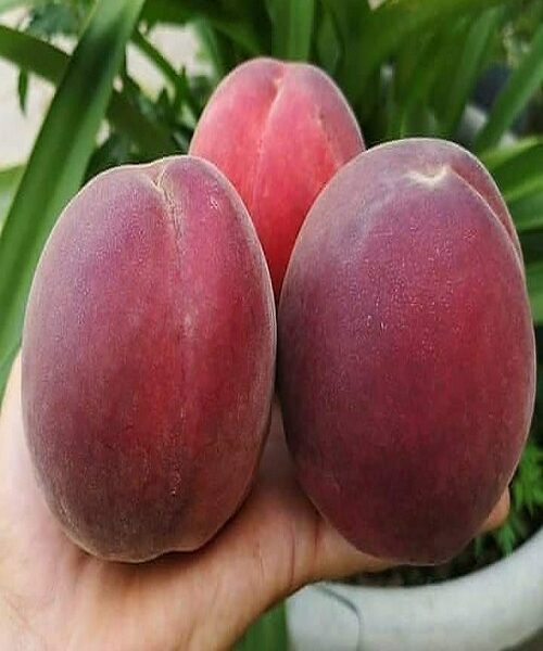 نهال هلو خونی