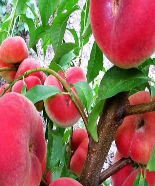 نهال هلو قزل سری