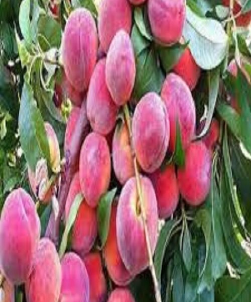 نهال هلو معطر