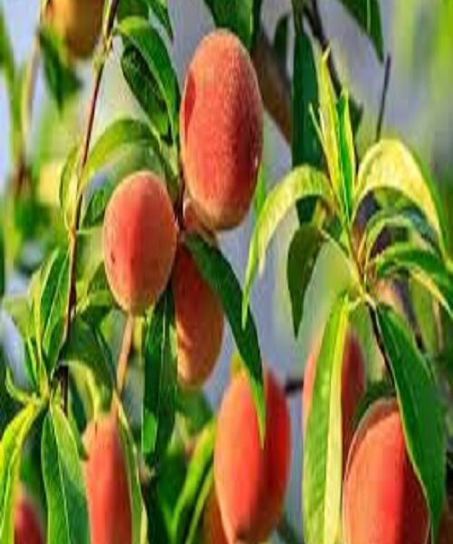 نهال هلو معطر