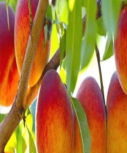 نهال هلو گلدن کویین
