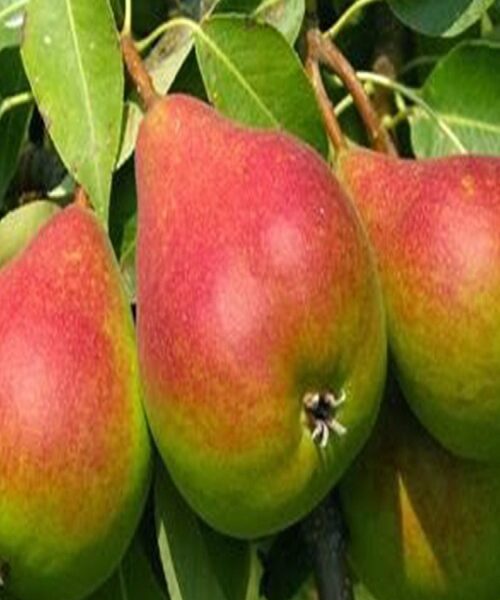 نهال گلابی درگزی