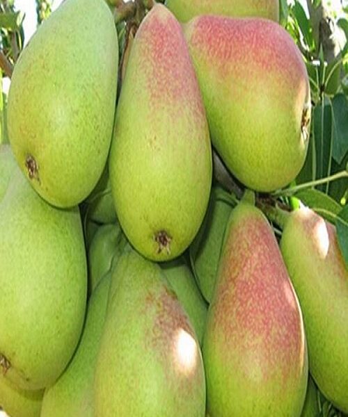 نهال گلابی درگزی