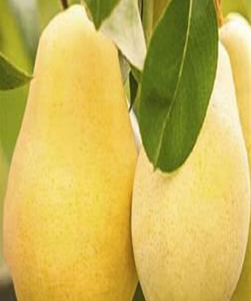 نهال گلابی سانتاماریا