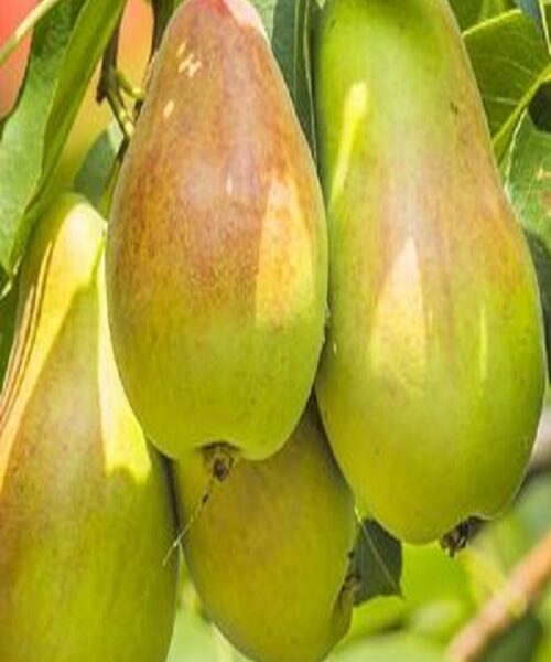 نهال گلابی سانتاماریا