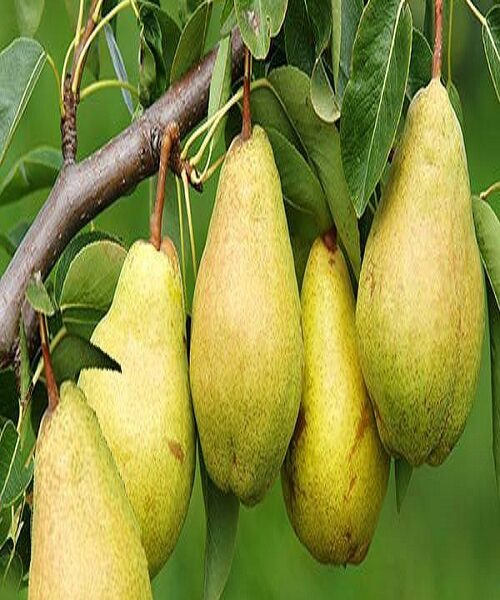 نهال گلابی نطنز