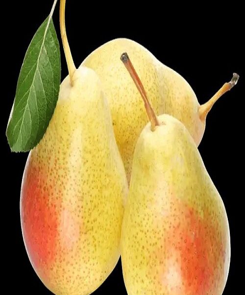 نهال گلابی نطنز
